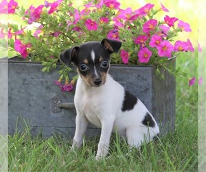 Fox Terrier (Toy) Puppy for sale in FREDERICKSBG, OH, USA