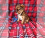Small #2 Shih Tzu