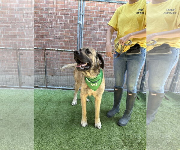 Medium Photo #5 Mastiff Puppy For Sale in Goodyear, AZ, USA