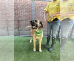 Small #4 Mastiff