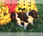 Small Photo #2 Saint Berdoodle Puppy For Sale in EVART, MI, USA