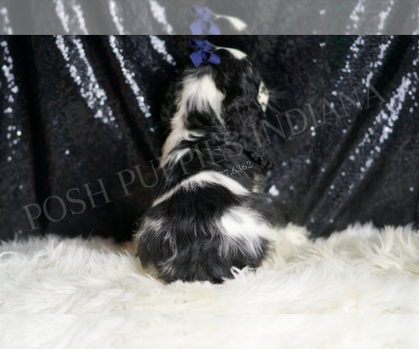 Medium Photo #4 Cocker Spaniel Puppy For Sale in WARSAW, IN, USA
