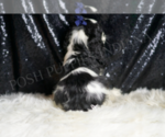 Small #3 Cocker Spaniel