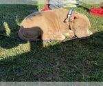 Small #1 American Pit Bull Terrier Mix