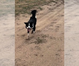 Mother of the Border Collie puppies born on 09/06/2026