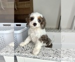Small #6 Cavapoo