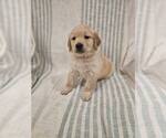 Small #9 English Cream Golden Retriever