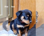Puppy Red Rottweiler