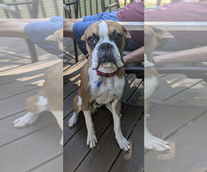 Boxer Dogs for adoption in Woodbury, MN, USA