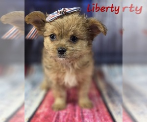 Chorkie Puppy for sale in HOMERVILLE, GA, USA