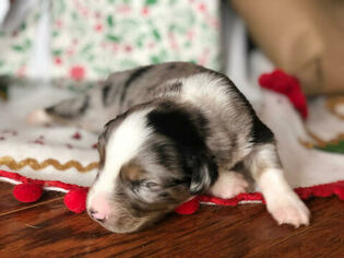 Australian Shepherd Puppy for sale in RUTHERFORDTON, NC, USA