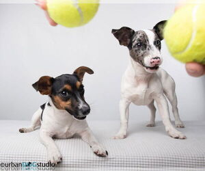Bonded pair - Peach & Sprout - Female Jack Russell Terrier-Unknown Mix Dog for Adoption - Photo #3