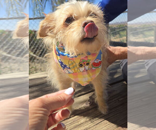 Medium Photo #8 Cairn Terrier-Unknown Mix Puppy For Sale in Fallbrook, CA, USA