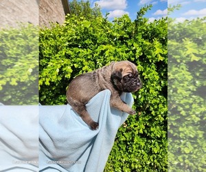 Cane Corso Puppy for sale in CAMBY, IN, USA
