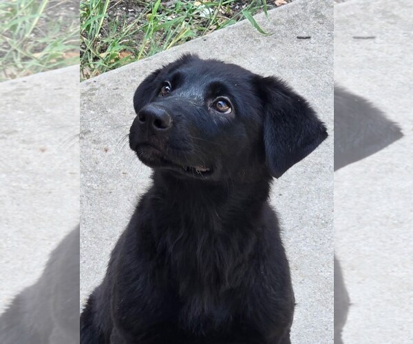 Medium Photo #1 Shepradors Puppy For Sale in Winter Park, CO, USA
