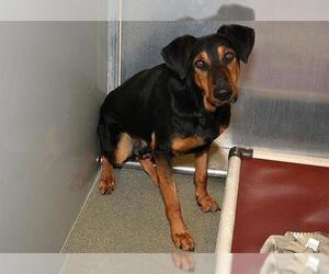 Doberman Pinscher-Unknown Mix Dogs for adoption in West Valley, UT, USA