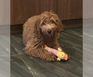 Goldendoodle (Miniature) Puppy for sale in CHULA VISTA, CA, USA