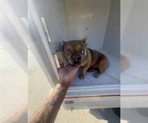 French Bulldog Dogs for adoption in Houston, TX, USA