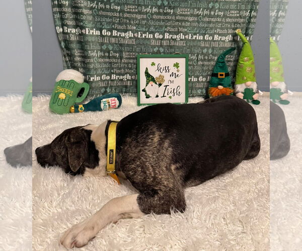 Medium Photo #5 American Pit Bull Terrier-Unknown Mix Puppy For Sale in Germantown, OH, USA