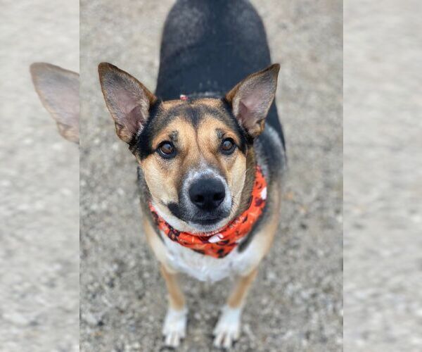 Medium Photo #7 Mutt Puppy For Sale in Evansville, IN, USA