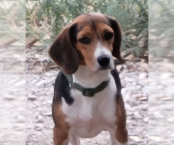 Medium Photo #2 Beagle Puppy For Sale in Bolivar, MO, USA