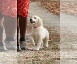 Puppy Pearl English Cream Golden Retriever