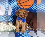 Small Photo #8 Cavapoo Puppy For Sale in NOTTINGHAM, PA, USA