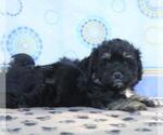Small Photo #2 Havanese Puppy For Sale in DANVILLE, PA, USA