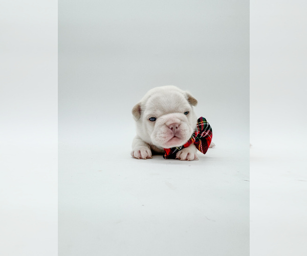 Medium Photo #14 French Bulldog Puppy For Sale in PEARLAND, TX, USA