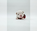 Small Photo #14 French Bulldog Puppy For Sale in PEARLAND, TX, USA