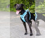 Small #1 Labrador Retriever Mix
