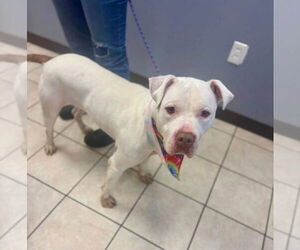 Bull Terrier Dogs for adoption in Benton, PA, USA