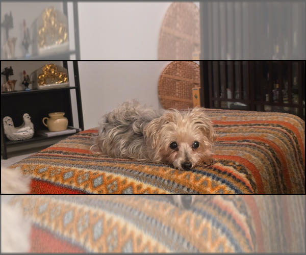 Medium Photo #2 Mutt Puppy For Sale in Farmington, MN, USA