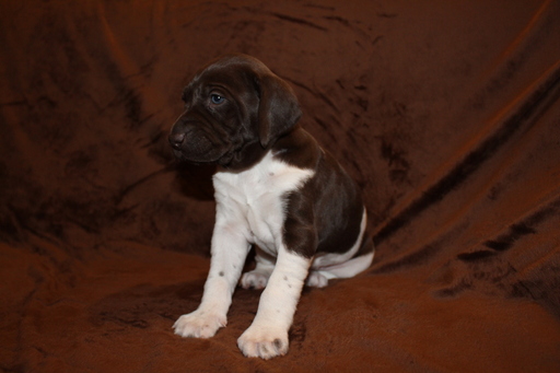 Medium Photo #12 German Shorthaired Pointer Puppy For Sale in BLAINSPORT, PA, USA