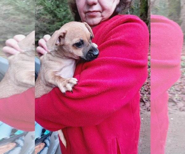 Medium Photo #8 Cairn Terrier-Unknown Mix Puppy For Sale in Arlington, WA, USA