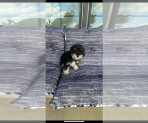 Medium Schnauzer (Miniature)