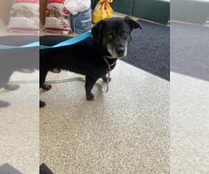 Chihuahua Dogs for adoption in Fremont, CA, USA