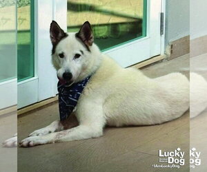 Nieves - Male Siberian Husky-Unknown Mix Dog for Adoption - Photo #9