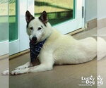 Small #8 Siberian Husky Mix