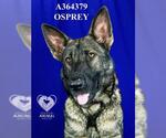 Small #1 German Shepherd Dog Mix