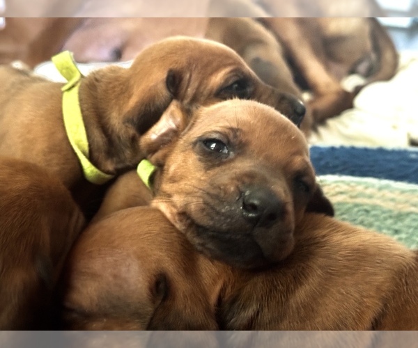 Medium Photo #8 Rhodesian Ridgeback Puppy For Sale in MADISON, GA, USA