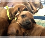 Small #7 Rhodesian Ridgeback