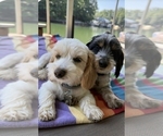 Small #3 Schweenie