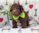 Small Photo #14 Poodle (Miniature)-Schnoodle (Miniature) Mix Puppy For Sale in LAKELAND, FL, USA