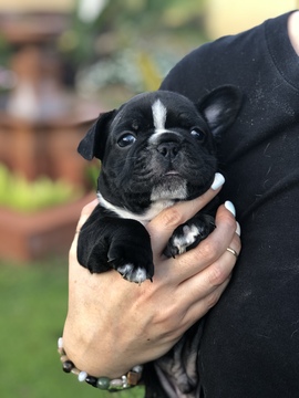 Medium Photo #2 French Bulldog Puppy For Sale in BRANDON, FL, USA