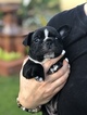 Small Photo #2 French Bulldog Puppy For Sale in BRANDON, FL, USA