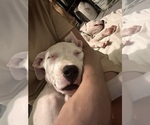 Puppy 2pac Dogo Argentino