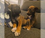 Small #1 Mutt