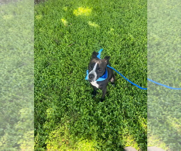 Medium Photo #3 Mutt Puppy For Sale in Oak Bluffs, MA, USA