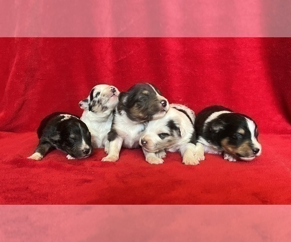 Medium Photo #4 Shel-Aussie Puppy For Sale in FORT MORGAN, CO, USA